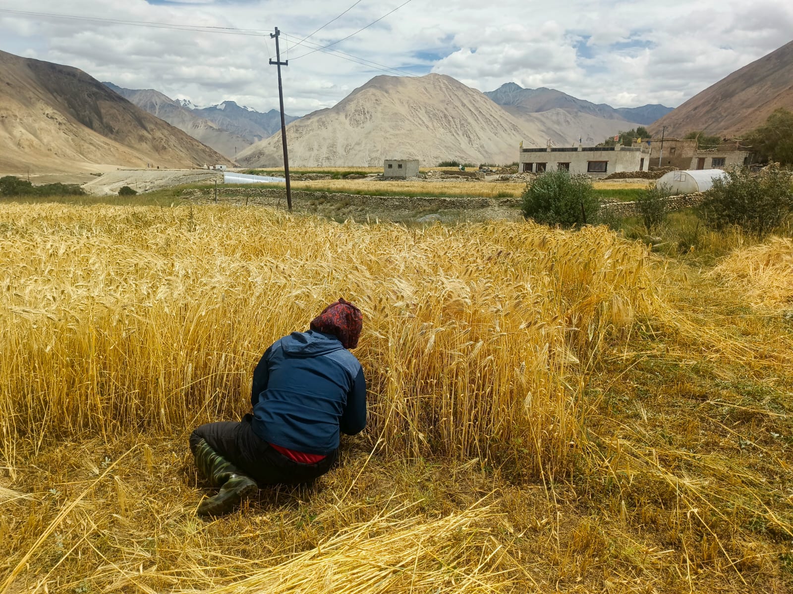Golden barley harvest in Shachukul