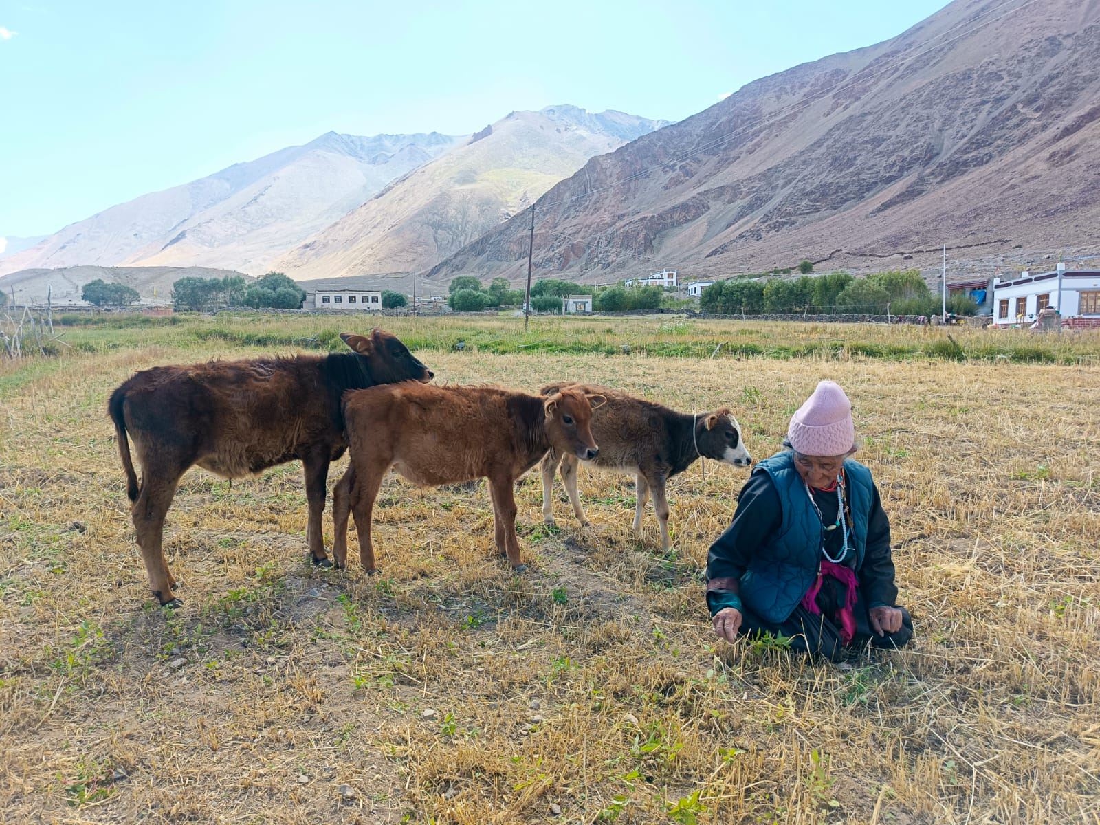 Village elder with her calves